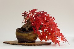 Styling a Shohin Maple